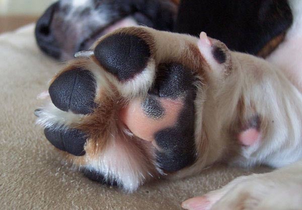 dogs paw pads are pink