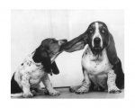 creative_two_basset_hounds_1966_3381.jpg