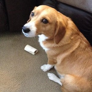 Bo's Dixie the Corgi/Beagle She actually hates that but will not let Bo have it lol | Hounds Forum